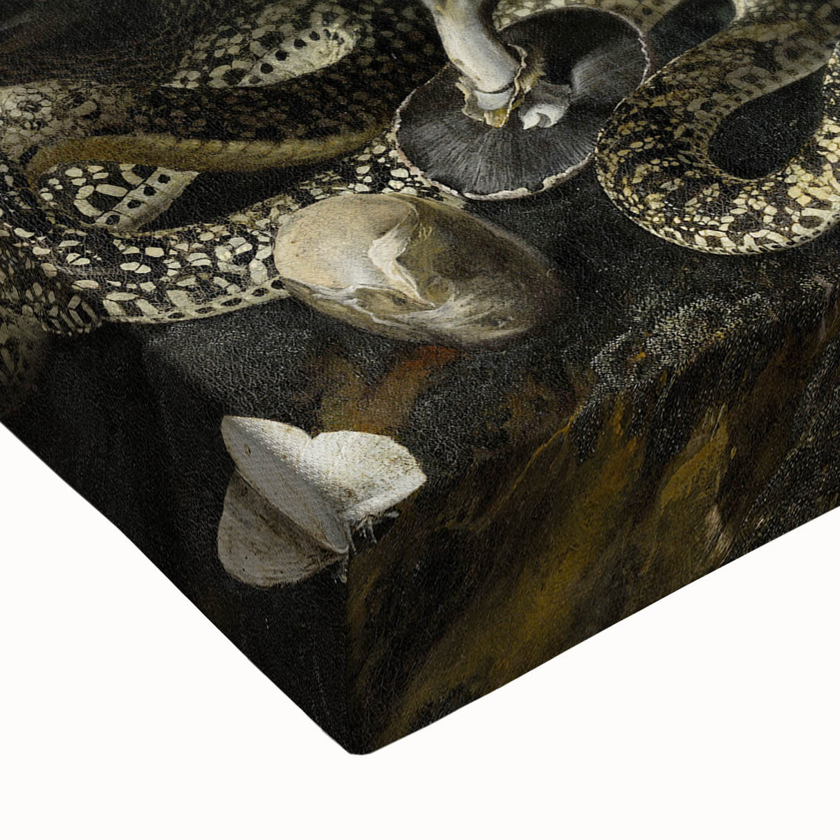 Dark Moody Wall Art with Snakes and Moths | Dramatic Moody Art Prints