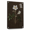 Dark Moody Botanical Art: White Flower Illustration for Interior Decor
