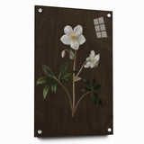 Dark Moody Botanical Art: White Flower Illustration for Interior Decor