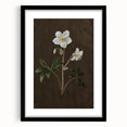 Dark Moody Botanical Art: White Flower Illustration for Interior Decor