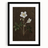 Dark Moody Botanical Art: White Flower Illustration for Interior Decor