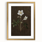 Dark Moody Botanical Art: White Flower Illustration for Interior Decor