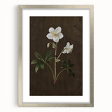 Dark Moody Botanical Art: White Flower Illustration for Interior Decor