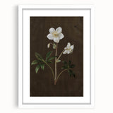 Dark Moody Botanical Art: White Flower Illustration for Interior Decor