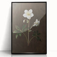 Dark Moody Botanical Art: White Flower Illustration for Interior Decor