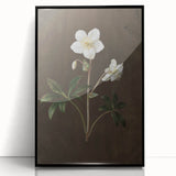Dark Moody Botanical Art: White Flower Illustration for Interior Decor