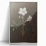 Dark Moody Botanical Art: White Flower Illustration for Interior Decor