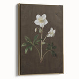 Dark Moody Botanical Art: White Flower Illustration for Interior Decor