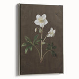 Dark Moody Botanical Art: White Flower Illustration for Interior Decor