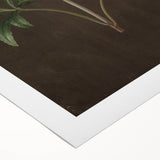 Dark Moody Botanical Art: White Flower Illustration for Interior Decor