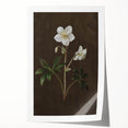 Dark Moody Botanical Art: White Flower Illustration for Interior Decor