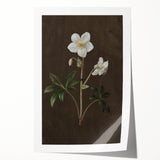 Dark Moody Botanical Art: White Flower Illustration for Interior Decor