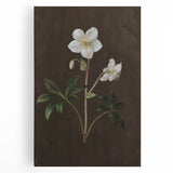 Dark Moody Botanical Art: White Flower Illustration for Interior Decor
