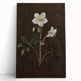 Dark Moody Botanical Art: White Flower Illustration for Interior Decor