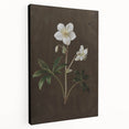 Dark Moody Botanical Art: White Flower Illustration for Interior Decor