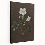 Dark Moody Botanical Art: White Flower Illustration for Interior Decor