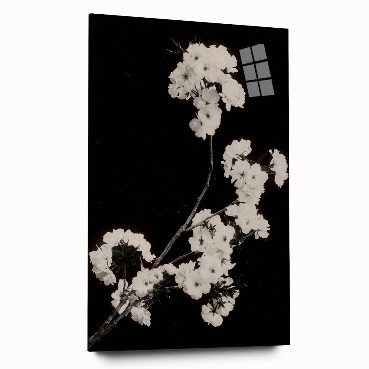 Dark Moody Wall Art - Elegant White Blossoms on Black Background