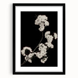 Dark Moody Wall Art - Elegant White Blossoms on Black Background