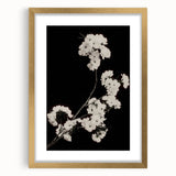 Dark Moody Wall Art - Elegant White Blossoms on Black Background