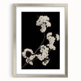 Dark Moody Wall Art - Elegant White Blossoms on Black Background