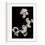 Dark Moody Wall Art - Elegant White Blossoms on Black Background