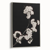 Dark Moody Wall Art - Elegant White Blossoms on Black Background