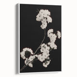 Dark Moody Wall Art - Elegant White Blossoms on Black Background