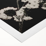 Dark Moody Wall Art - Elegant White Blossoms on Black Background