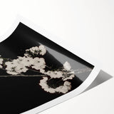 Dark Moody Wall Art - Elegant White Blossoms on Black Background
