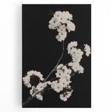 Dark Moody Wall Art - Elegant White Blossoms on Black Background