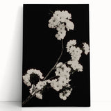 Dark Moody Wall Art - Elegant White Blossoms on Black Background