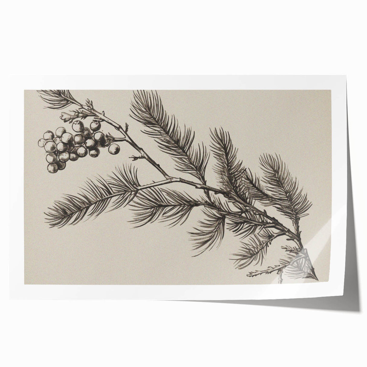 Electric Wall Art - Botanical Sketch of Pine Branch - Minimalist Decor