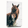 Farmhouse Wall Art: Grazing Horse Close-Up for Rustic Country Home Decor