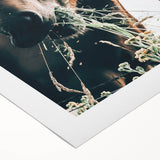 Farmhouse Wall Art: Grazing Horse Close-Up for Rustic Country Home Decor