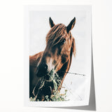 Farmhouse Wall Art: Grazing Horse Close-Up for Rustic Country Home Decor