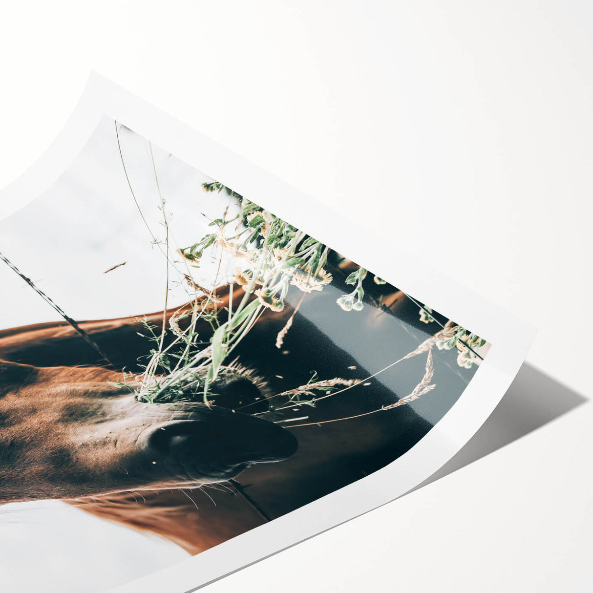 Farmhouse Wall Art: Grazing Horse Close-Up for Rustic Country Home Decor