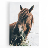 Farmhouse Wall Art: Grazing Horse Close-Up for Rustic Country Home Decor