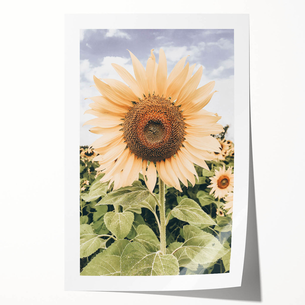Rustic Farmhouse Decor - Sunflower Wall Art for Country Style Homes
