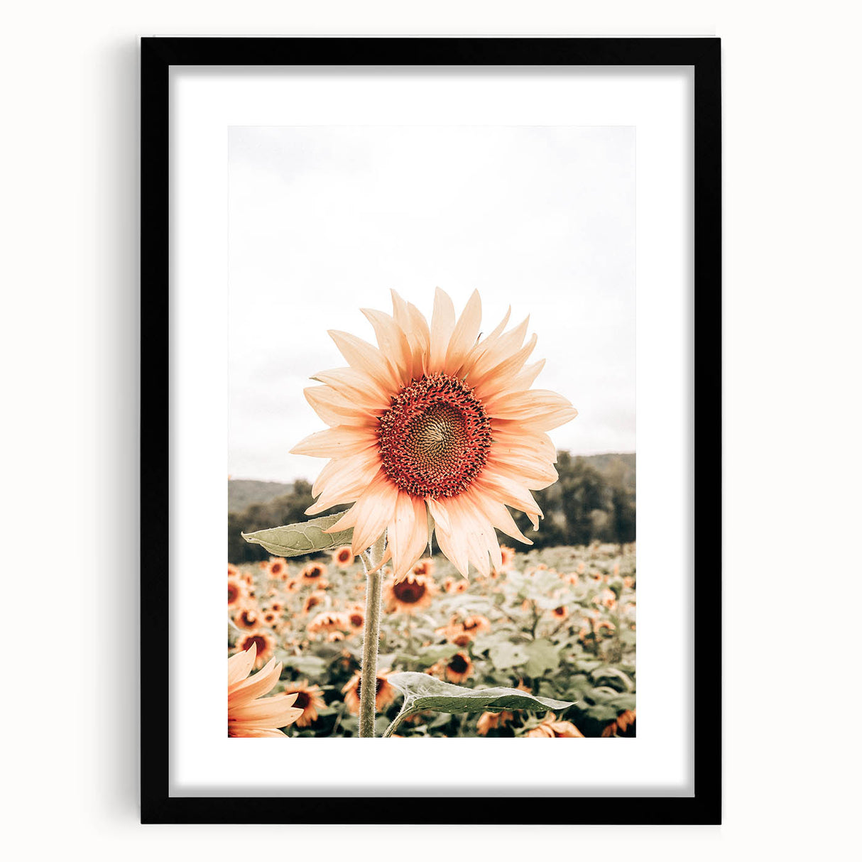 Farmhouse Wall Art Sunflower Print | Rustic Farmhouse Decor for Country Living