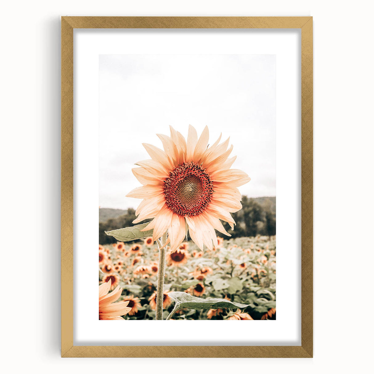 Farmhouse Wall Art Sunflower Print | Rustic Farmhouse Decor for Country Living