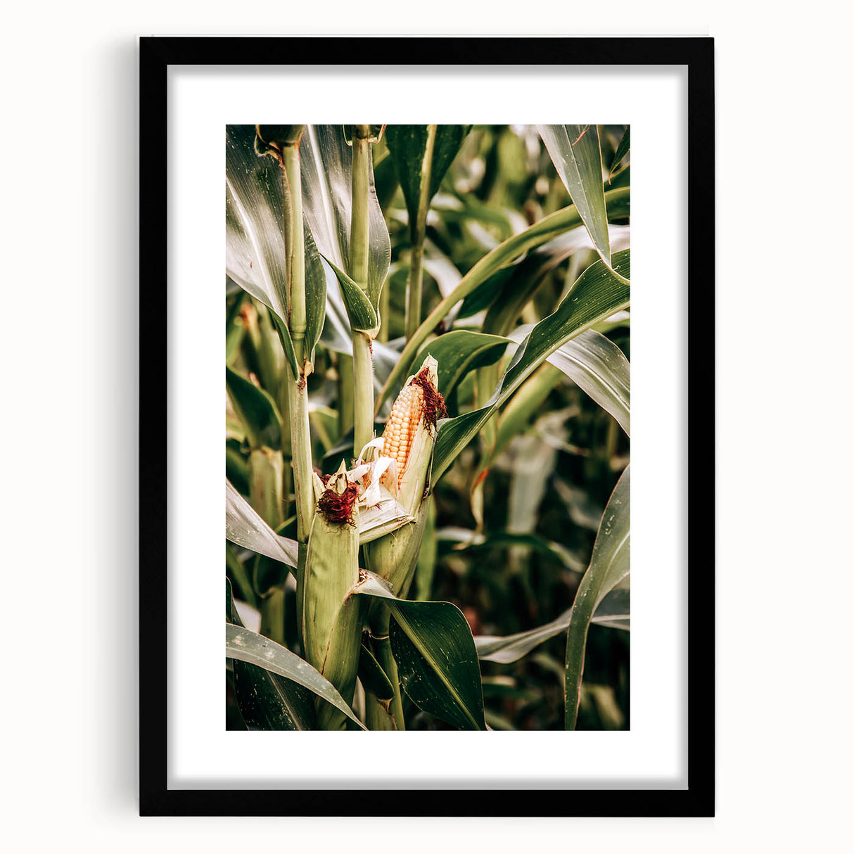 Farmhouse Wall Art Corn Stalk Print | Rustic Farmhouse Country Decor