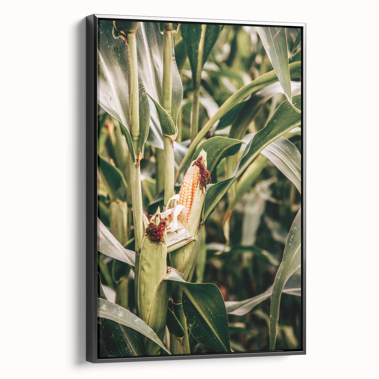 Farmhouse Wall Art Corn Stalk Print | Rustic Farmhouse Country Decor