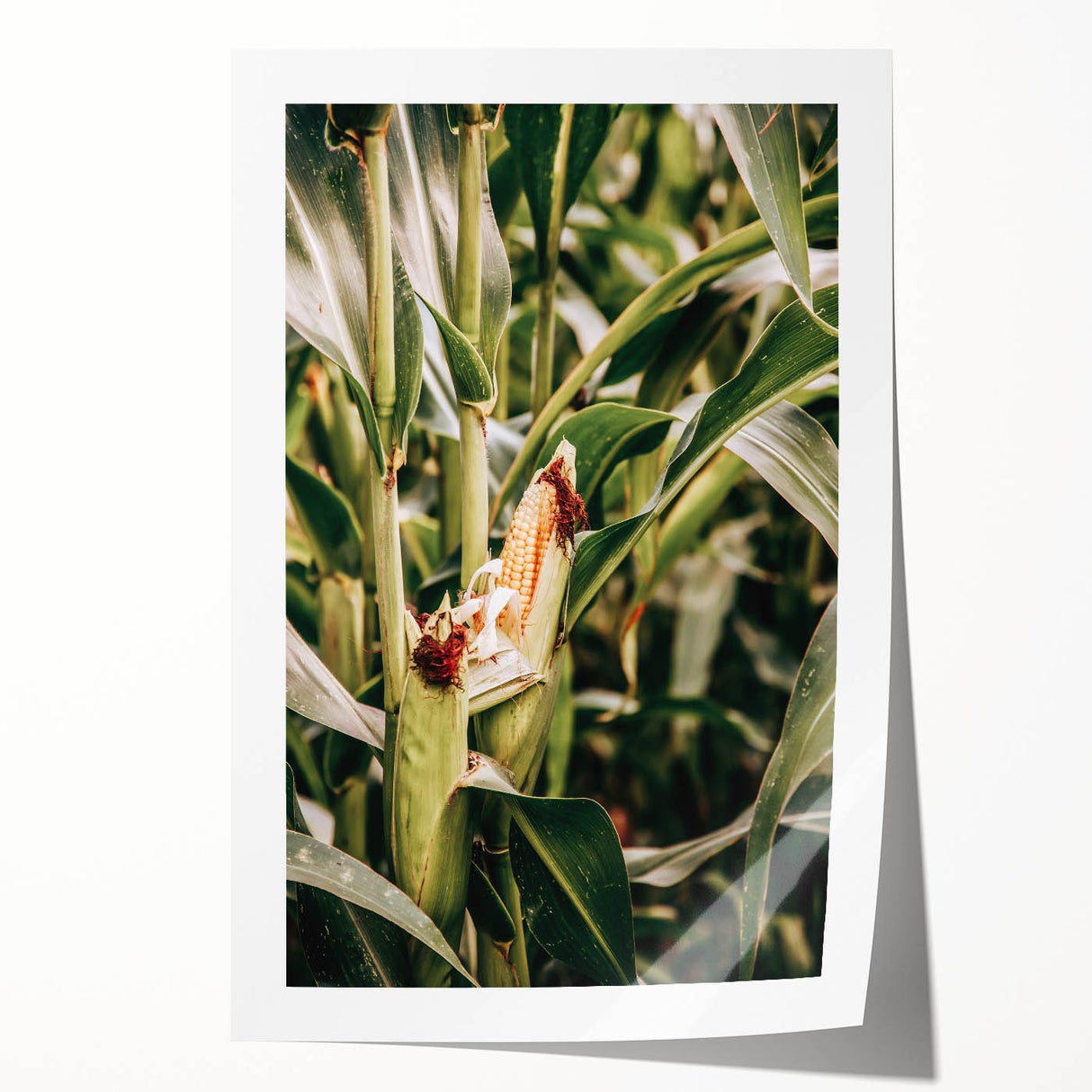 Farmhouse Wall Art Corn Stalk Print | Rustic Farmhouse Country Decor