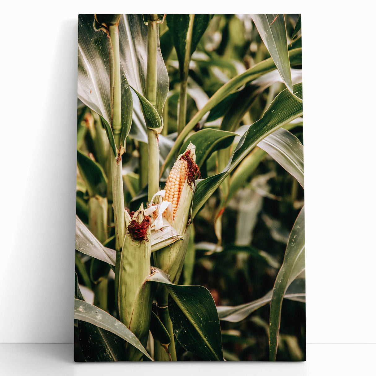 Farmhouse Wall Art Corn Stalk Print | Rustic Farmhouse Country Decor