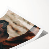 Rustic Horse Close-Up Farmhouse Wall Art – Country Style Decor