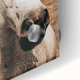 Rustic White Horse Close-Up Farmhouse Wall Art – Country Style Decor