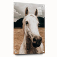 Rustic White Horse Close-Up Farmhouse Wall Art – Country Style Decor