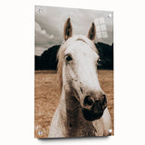 Rustic White Horse Close-Up Farmhouse Wall Art – Country Style Decor