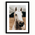 Rustic White Horse Close-Up Farmhouse Wall Art – Country Style Decor