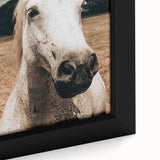 Rustic White Horse Close-Up Farmhouse Wall Art – Country Style Decor